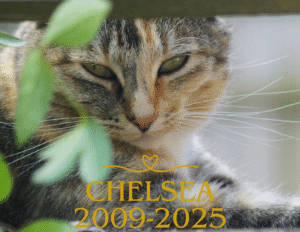 A close-up of a tabby cat with text overlay reading "Chelsea 2009-2025" and a small heart above the name.