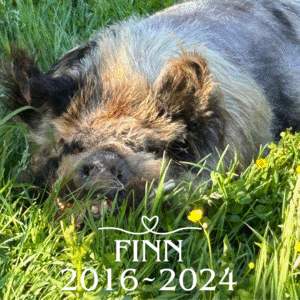A pig lying in green grass with yellow flowers. Text overlay reads, "Finn 2016~2024" with a heart symbol above the name.