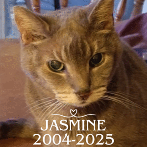 A grey cat sits on a table. Text at the bottom reads: "JASMINE 2004–2025.